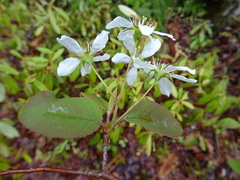 Amelanchier × neglecta