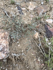 Astragalus atratus