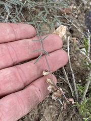 Astragalus atratus