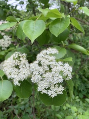 Viburnum lentago