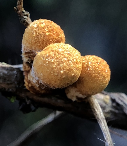 iNaturalist observation photo of common bird's nest fungus