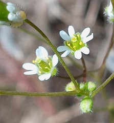 Draba verna