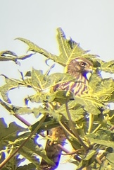 Rupornis magnirostris