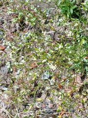 Draba verna