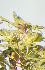 Rupornis magnirostris