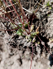 Draba verna