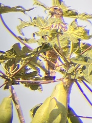 Rupornis magnirostris