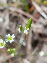 Draba verna