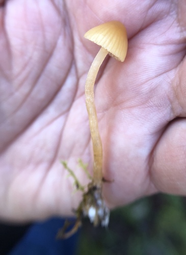 iNaturalist observation photo of Galerina