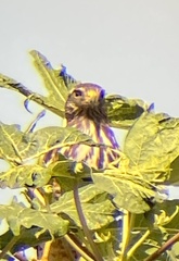 Rupornis magnirostris