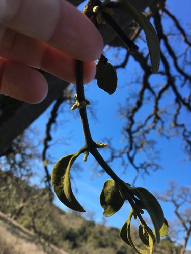 iNaturalist observation photo of oak mistletoe