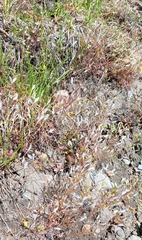 Draba verna