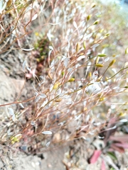 Draba verna