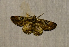 Iridopsis validaria