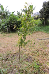 Diospyros ebenum