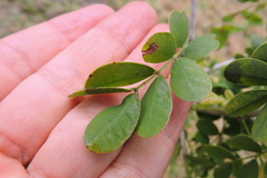Diospyros ebenum
