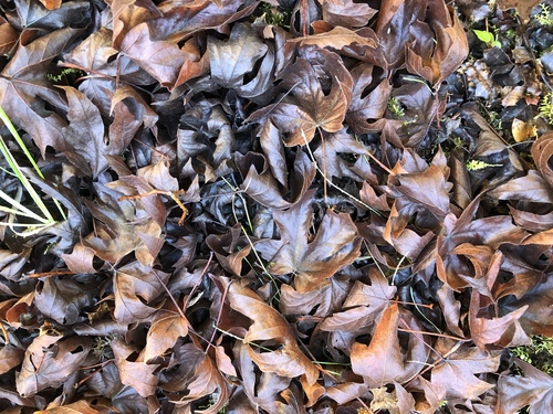 iNaturalist observation photo of bigleaf maple