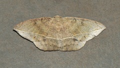Oxydia nimbata