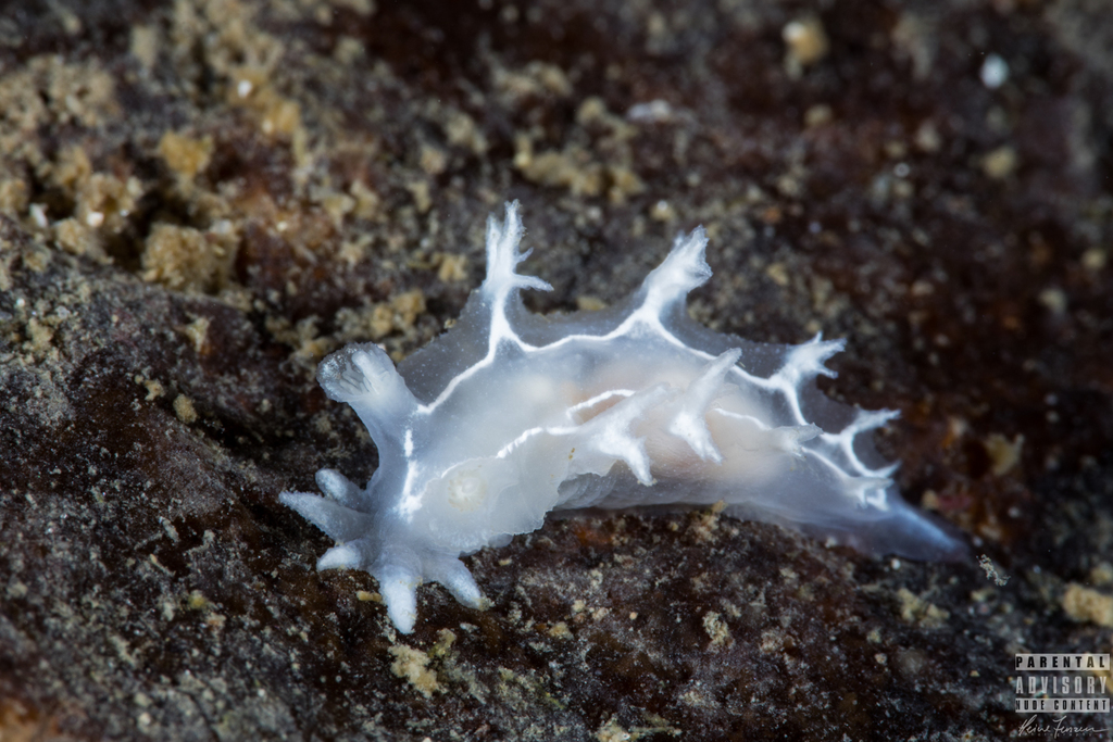 Candiella lineata