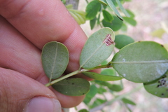 Diospyros ebenum