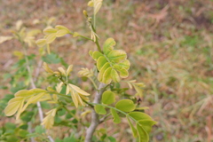 Diospyros ebenum