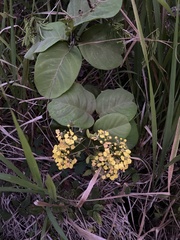 Stigmaphyllon floribundum