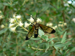 Isanthrene incendiaria