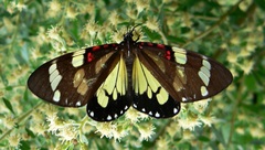 Phaloe cruenta