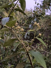 Varronia polycephala