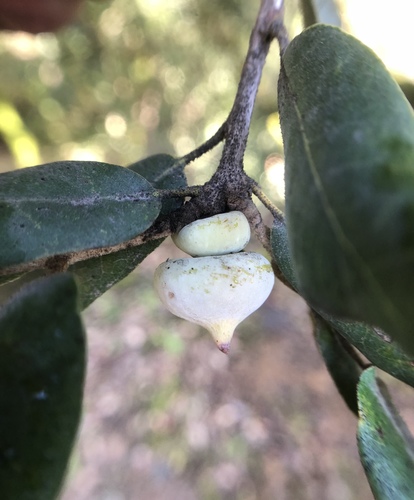 iNaturalist observation photo of Mushroom Gall Wasp