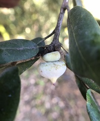 Heteroecus sanctaeclarae