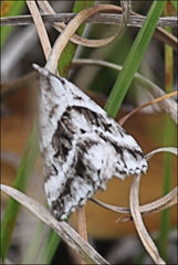 Dichromodes stilbiata