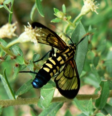 Isanthrene incendiaria