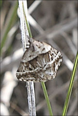 Dichromodes stilbiata