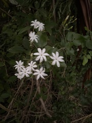 Jasminum fluminense
