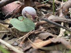 Corybas barbarae