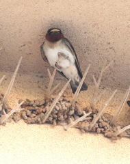 Petrochelidon pyrrhonota pyrrhonota