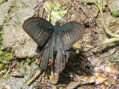 Papilio dehaanii