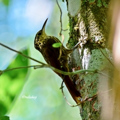Xiphorhynchus fuscus