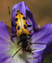 Brachyta sachalinensis