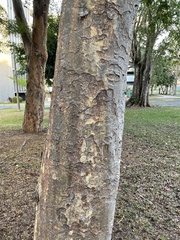 Copaifera officinalis