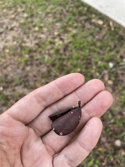 Copaifera officinalis