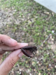 Copaifera officinalis