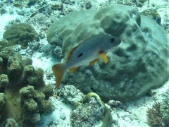 Lutjanus monostigma