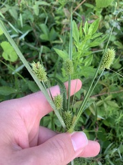 Cyperus retrorsus