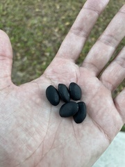 Copaifera officinalis