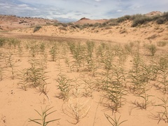 Asclepias labriformis