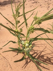 Asclepias labriformis