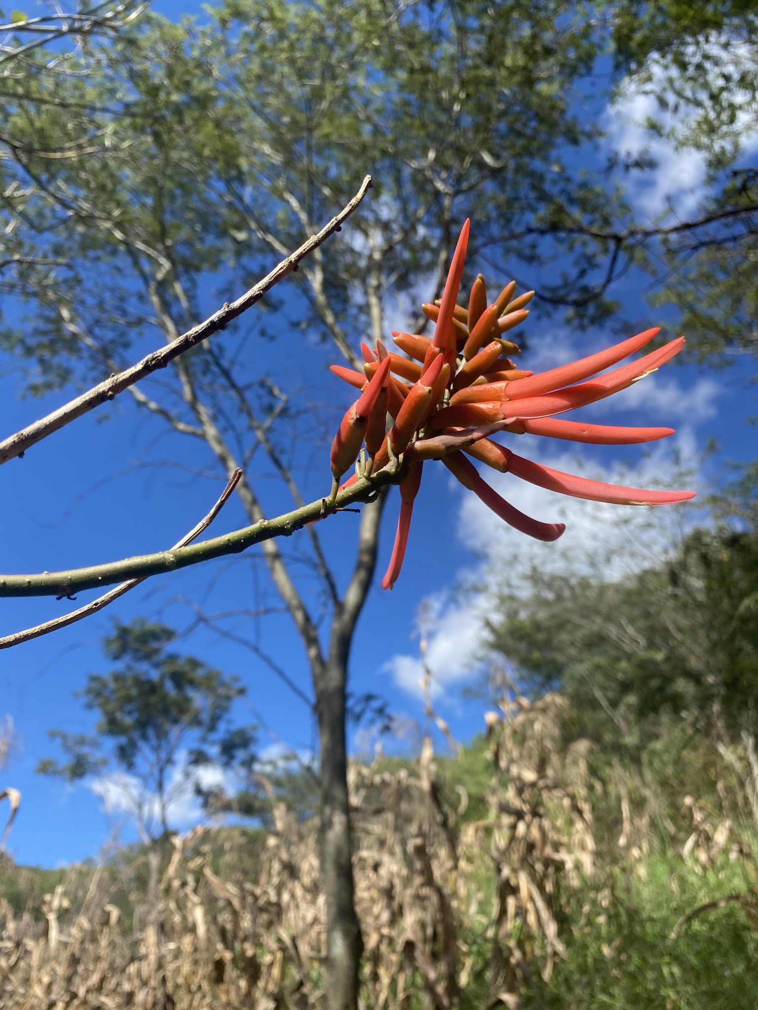 Erythrina smithiana image