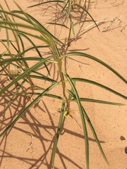 Asclepias labriformis
